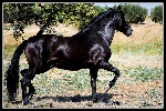 pura sangre andaluz