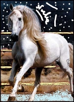 2 caballos andaluces