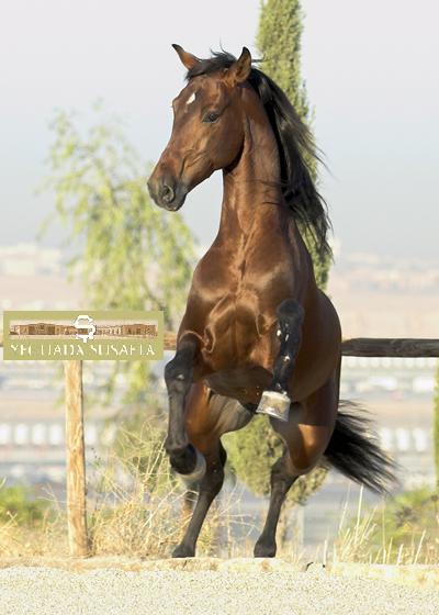El Caballo Andaluz (Español)