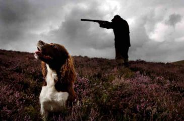 Un perro dispara a un cazador en Nueva Zelanda